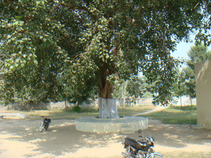 Peepal tree in school campus where RAFI SAHAB played in recess